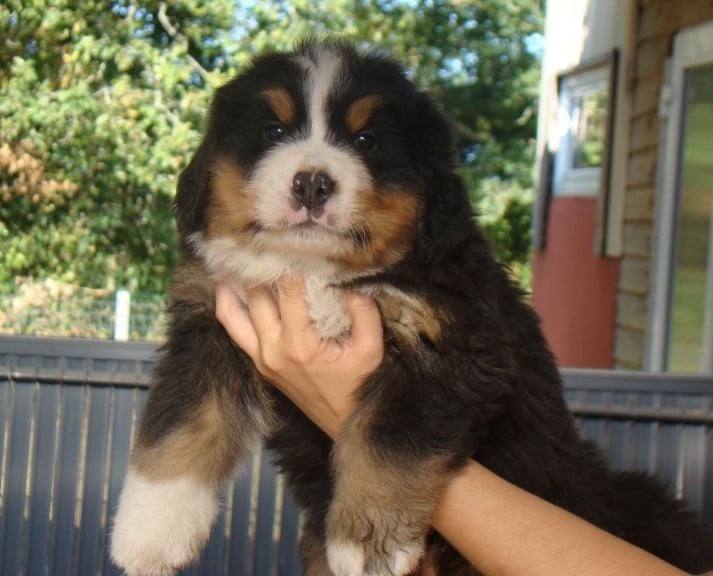 CHIOT 5