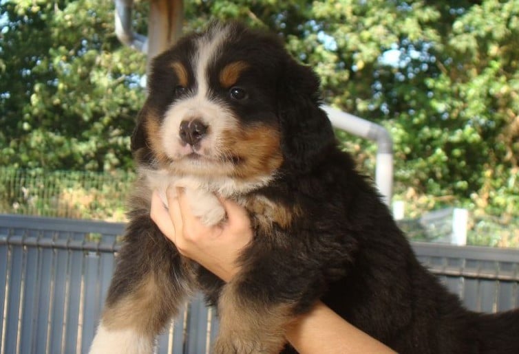 CHIOT 5