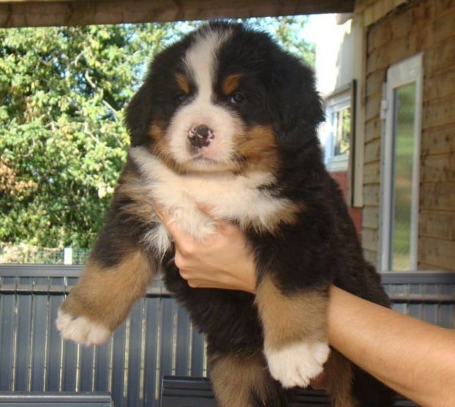 CHIOT 6