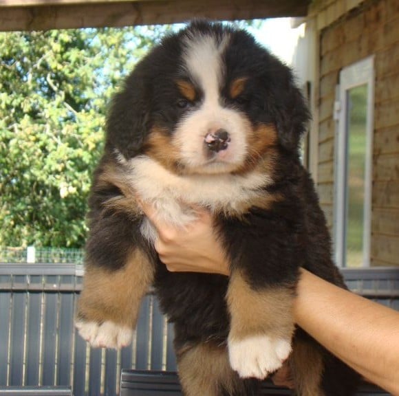 CHIOT 6
