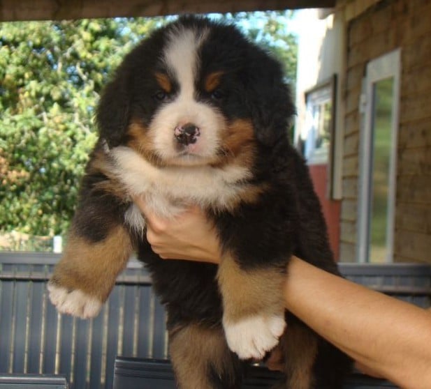 CHIOT 6
