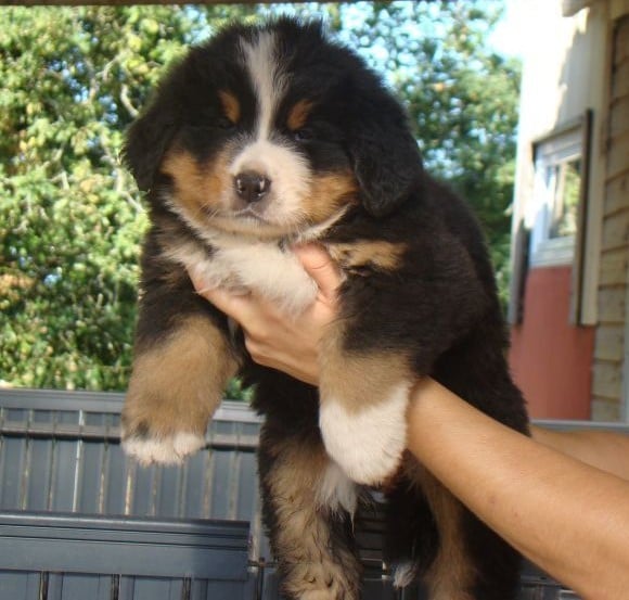 CHIOT 8