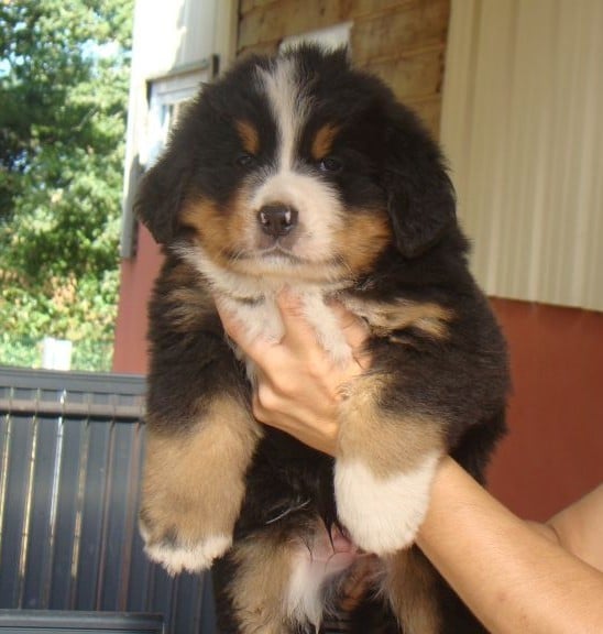 CHIOT 8