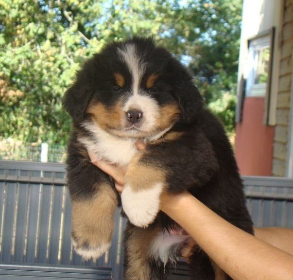 CHIOT 8