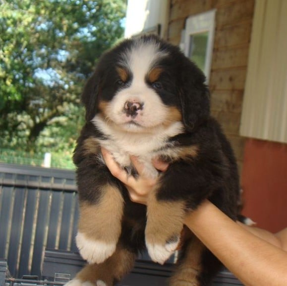CHIOT 9