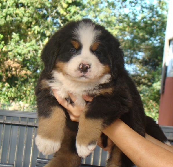 CHIOT 9
