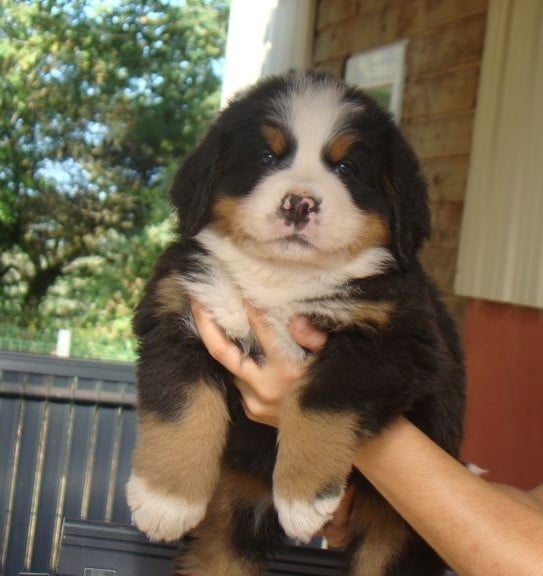 CHIOT 9