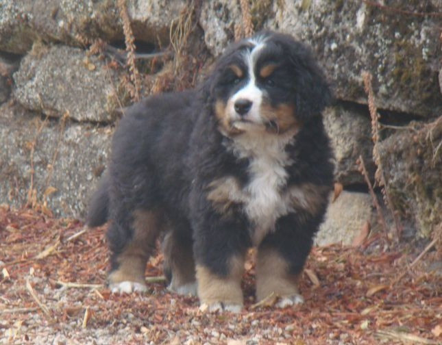Bella du royaume des rêves