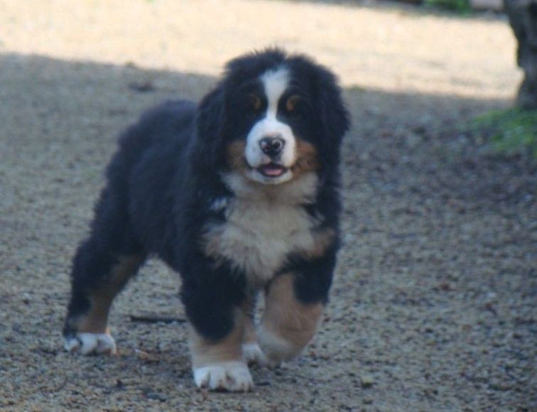 Arya du royaume des rêves