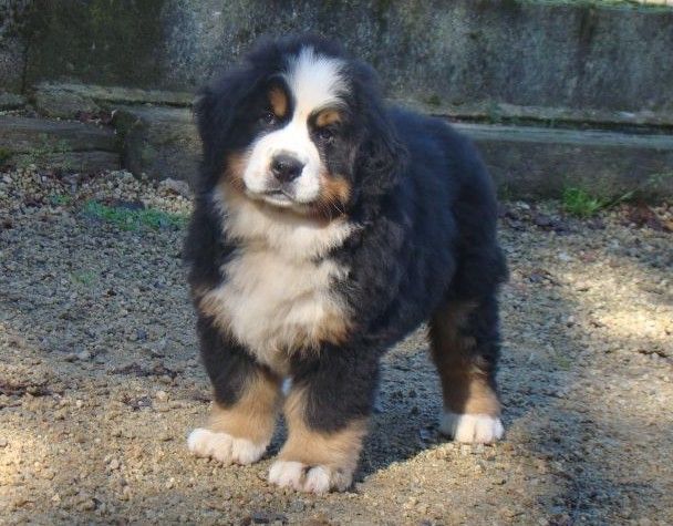 aika du royaume des rêves