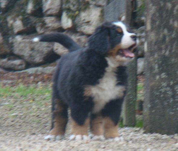 Amour-de-june du royaume des rêves