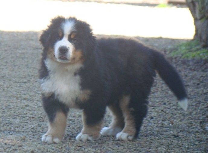 Amazing girl du royaume des rêves dite Appy