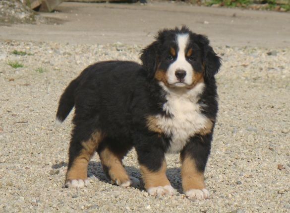 Apia du royaume des rêves