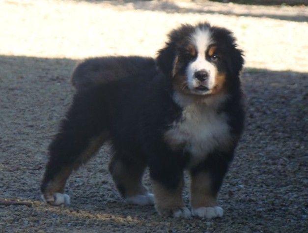 Amazing girl du royaume des rêves dite Appy