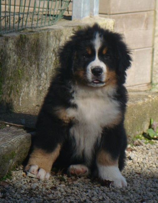 Altesse couette du royaume des rêves