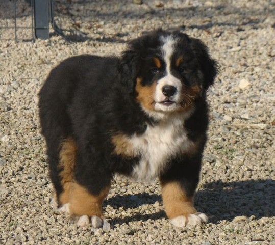 Abbie du royaume des rêves