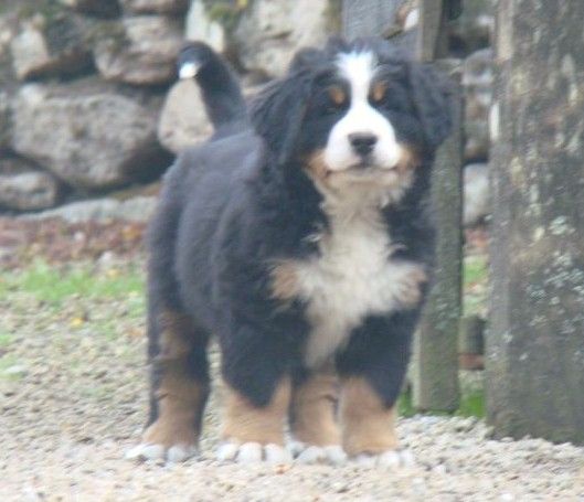 Amour-de-june du royaume des rêves