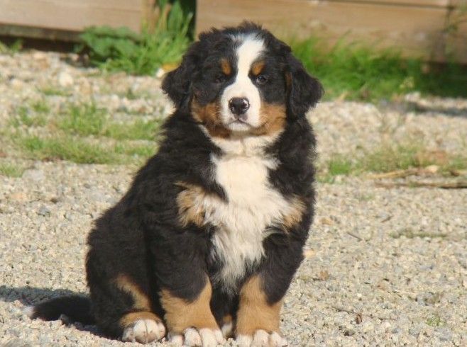 Api du royaume des rêves