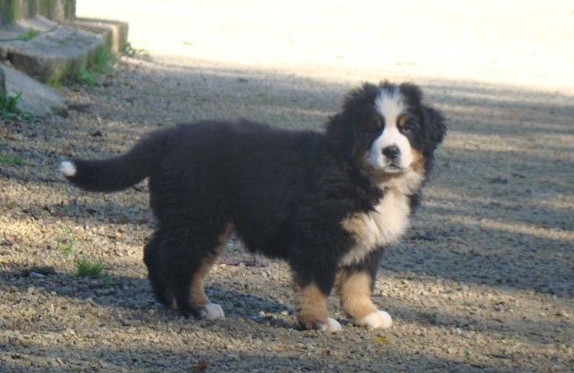 aloe du royaume des rêves