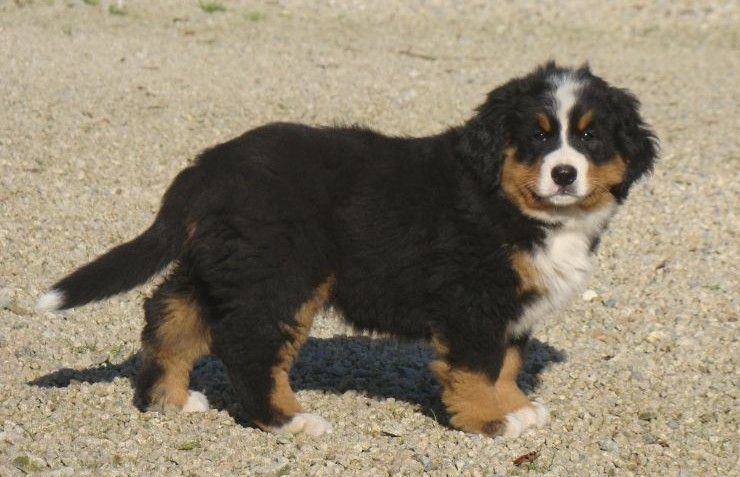 Abbie du royaume des rêves