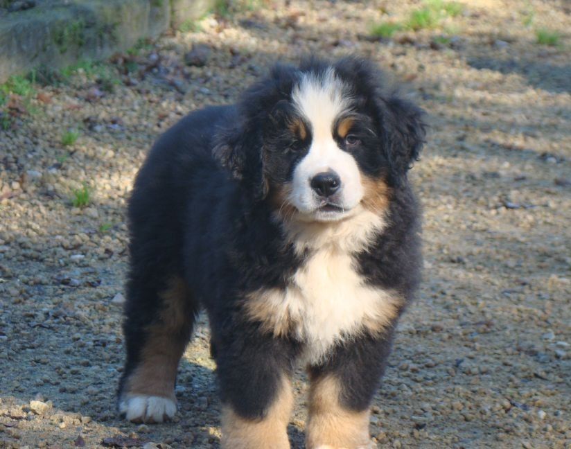aloe du royaume des rêves