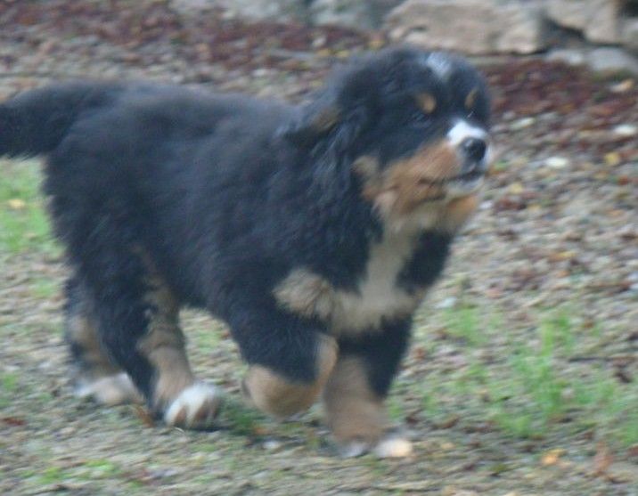 Aria du royaume des rêves