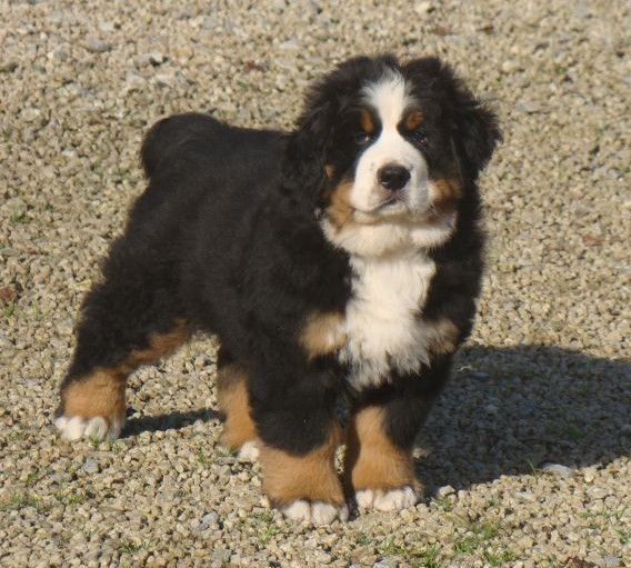 Athos du royaume des rêves