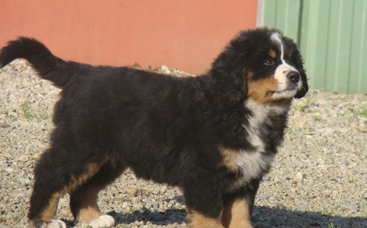 Altesse du royaume des rêves dite Timba