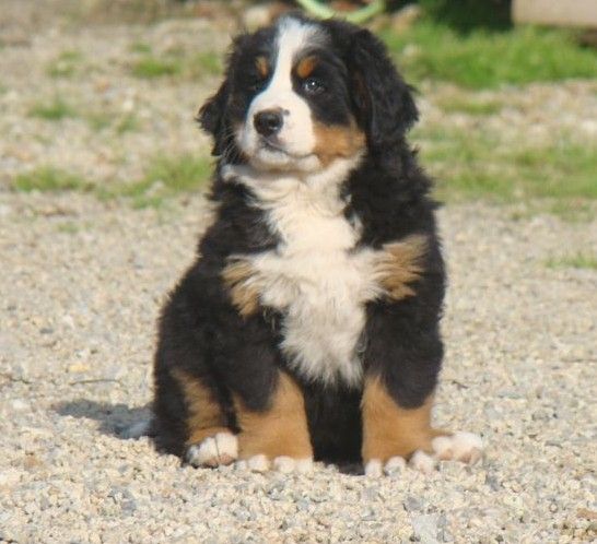 Ayden du royaume des rêves