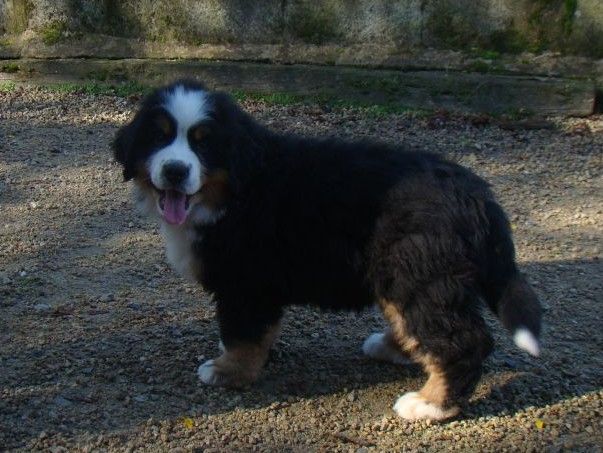 aika du royaume des rêves