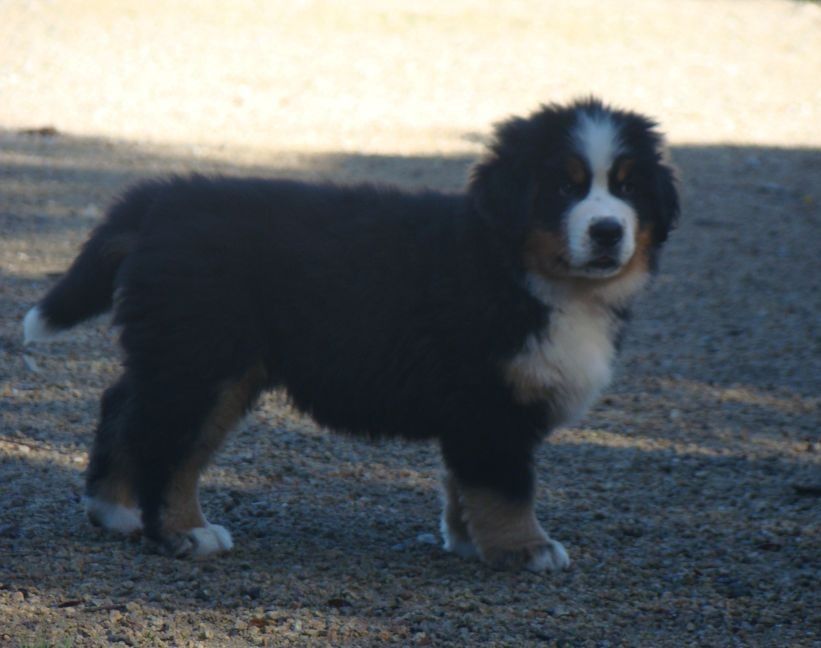 Amazing girl du royaume des rêves dite Appy