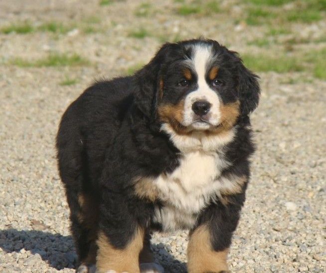 Alma du royaume des rêves