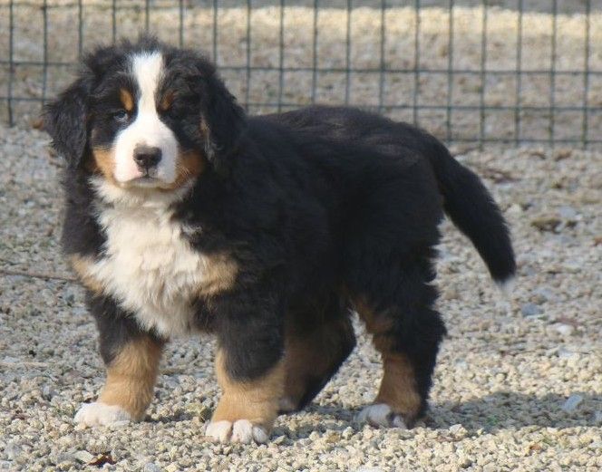 Apia du royaume des rêves