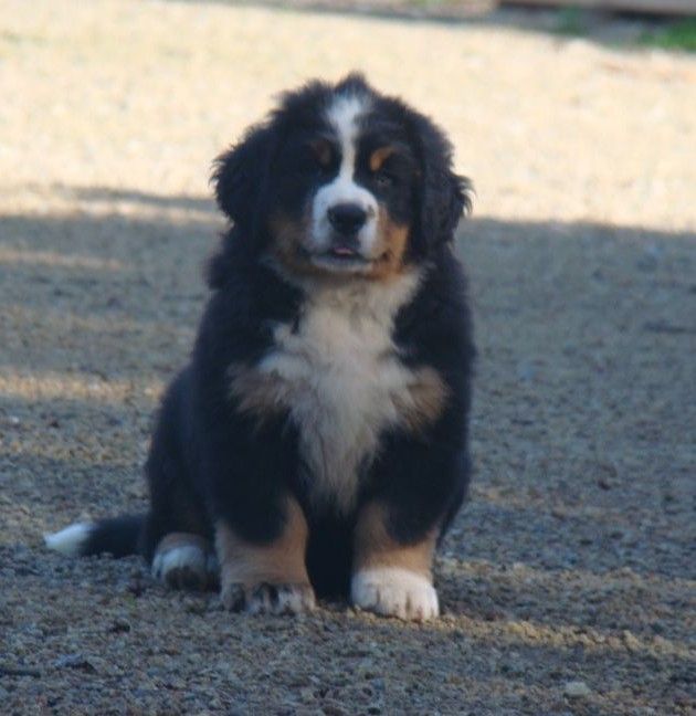 A toi de jouer du royaume des rêves