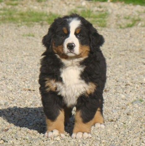 Api du royaume des rêves