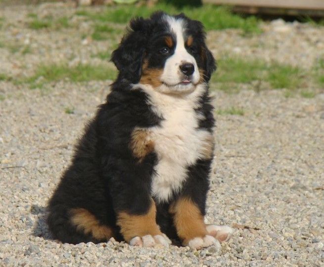 Ayden du royaume des rêves