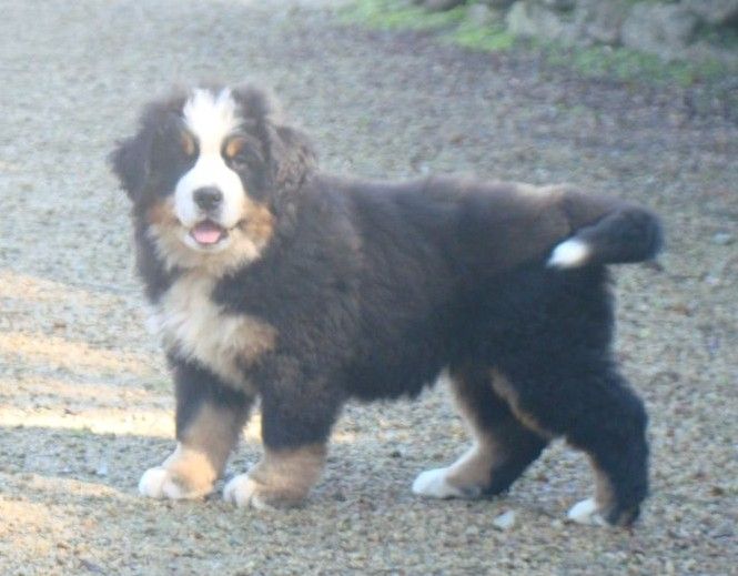 aloe du royaume des rêves