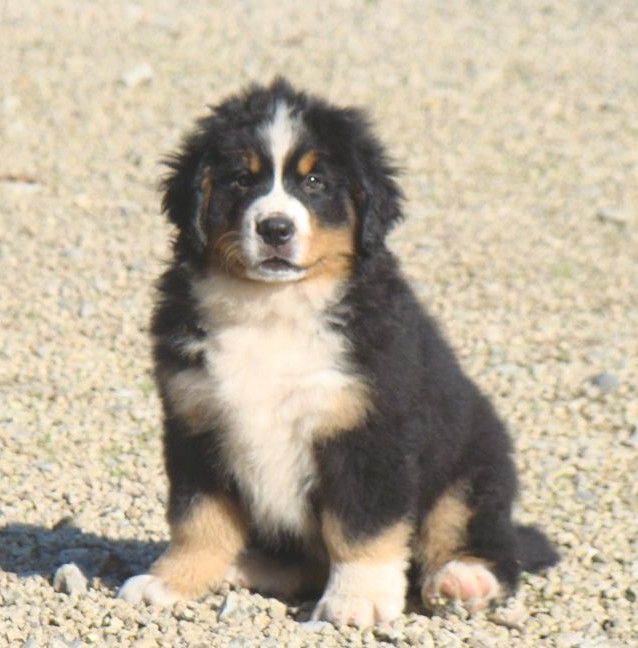 Altesse couette du royaume des rêves