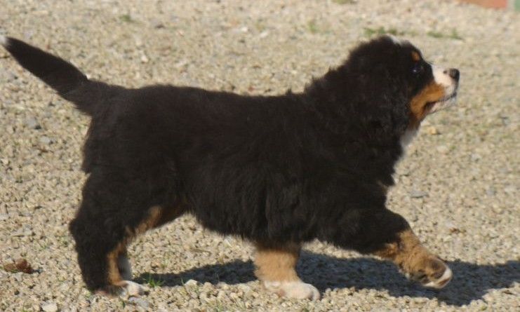 Altesse du royaume des rêves dite Timba