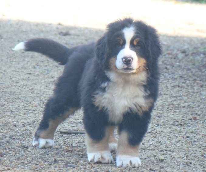 Arya du royaume des rêves