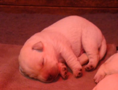 Les chiots de Labrador Retriever