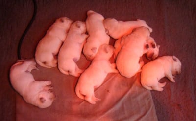 Les chiots de Labrador Retriever