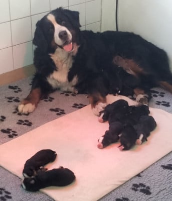 Les chiots de Bouvier Bernois
