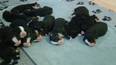 Les chiots de Bouvier Bernois