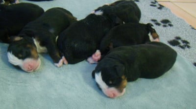 Les chiots de Bouvier Bernois