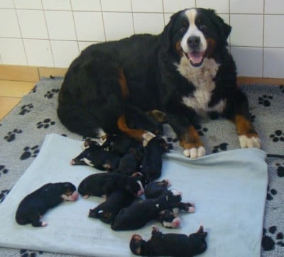 Les chiots de Bouvier Bernois