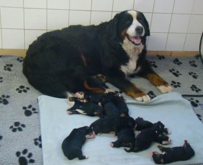 Les chiots de Bouvier Bernois