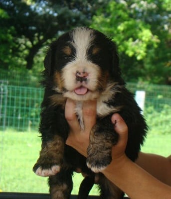 Les chiots de Bouvier Bernois