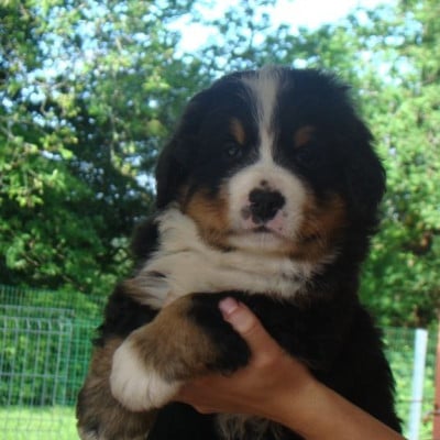Les chiots de Bouvier Bernois