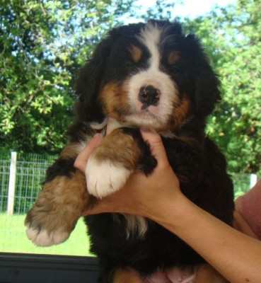 Les chiots de Bouvier Bernois
